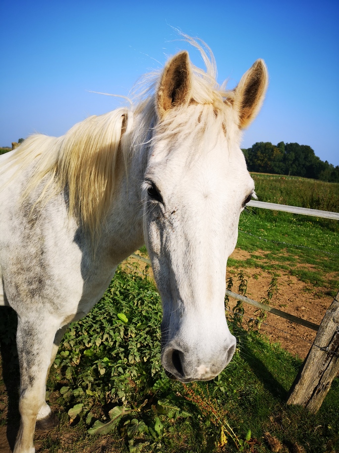 JESSY - ONC Selle né en 1997 - adopté en  novembre 2021 par Mathlide 20211325