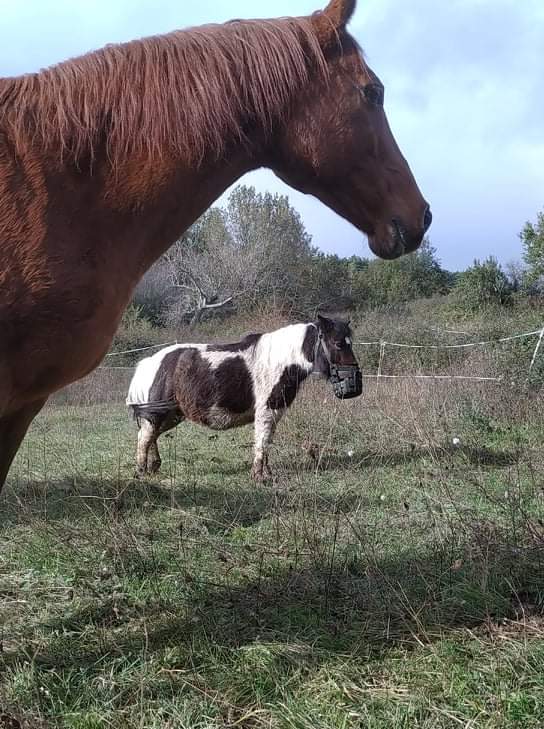 CANNELLE - ONC poney née en 2009 - adoptée en décembre 2013 par Catie - Page 4 20211979