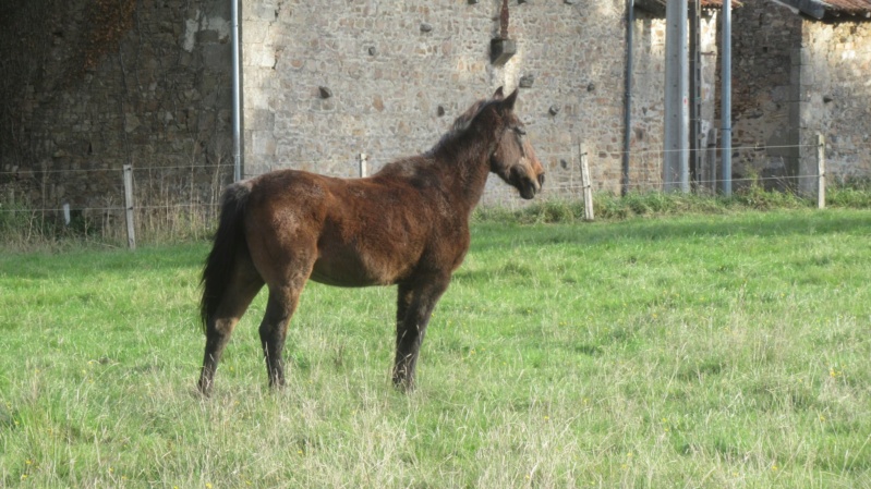BANDIT - ONC Poney né en 1991 - adopté en septembre 2015 par Joëlle  //  Le plus beau papy poney du Limousin et d'ailleurs - Page 5 20212088