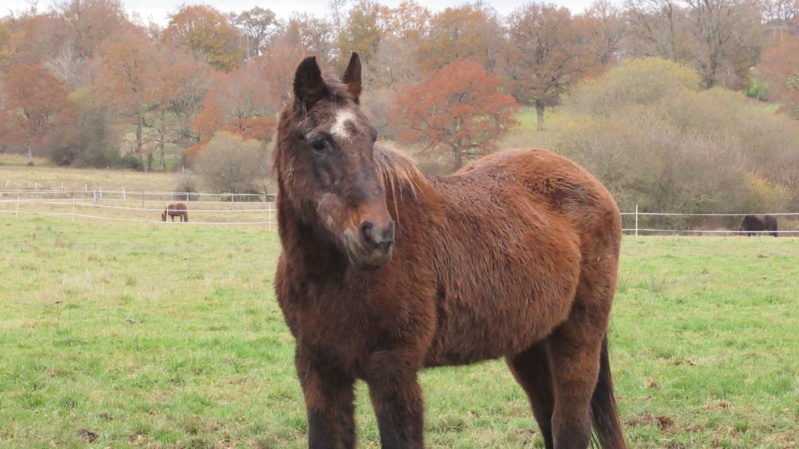 BANDIT - ONC Poney né en 1991 - adopté en septembre 2015 par Joëlle  //  Le plus beau papy poney du Limousin et d'ailleurs - Page 5 20212089