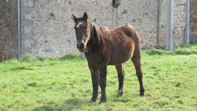 BANDIT - ONC Poney né en 1991 - adopté en septembre 2015 par Joëlle  //  Le plus beau papy poney du Limousin et d'ailleurs - Page 5 20212090