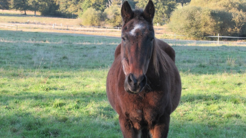 BANDIT - ONC Poney né en 1991 - adopté en septembre 2015 par Joëlle  //  Le plus beau papy poney du Limousin et d'ailleurs - Page 5 20212091