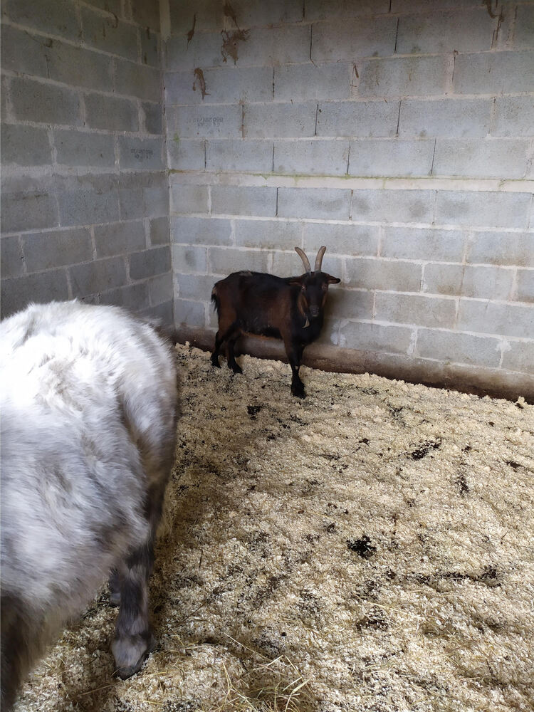 BOBb - ONC Poney typé Shetland né en 2011 - adopté en décembre 2014 par Christian 2021_098