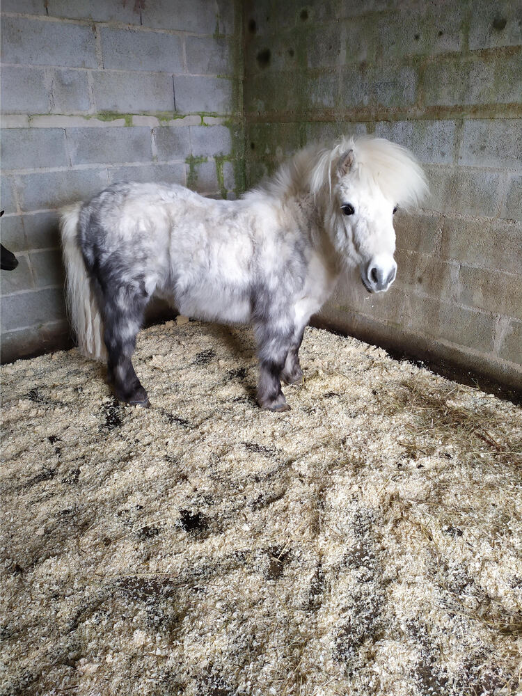 BOBb - ONC Poney typé Shetland né en 2011 - adopté en décembre 2014 par Christian 2021_099