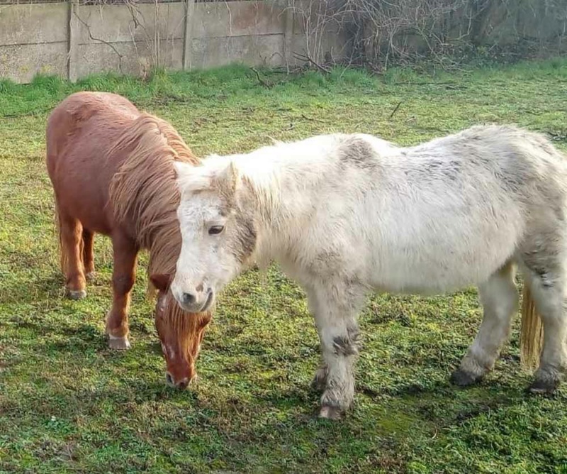 VANILLE (ONC Poney -1992) & CHIPIE (ONC Poney - 1999) - placées par les propriétaires, hors GPLV 2021_328