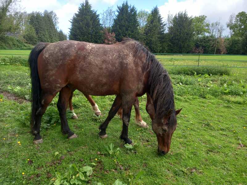 KIDD - TF né en 1998 - adopté en juin 2016 par Stéphanie 2021_422