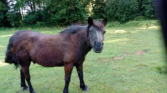 ZEBULON - ONC poney né en 1997 - adopté en mai 2021 par Marie-Christine 2021_936