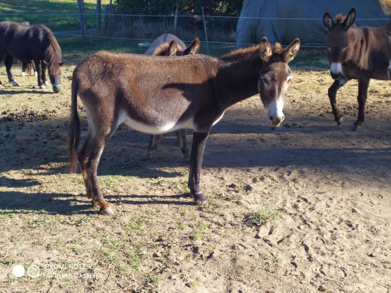 QUAD dit SIMON (âne), MANON (ânesse) et JACOU (AA - dcd en octobre 2015) - adoptés en mars 2009 par Fanny - Page 10 20221775