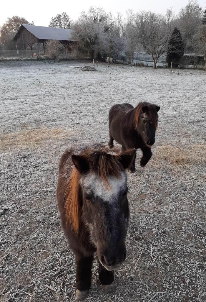 JULOT et TORNADO : 2 minis à la ressemblance frappante ! 20222432