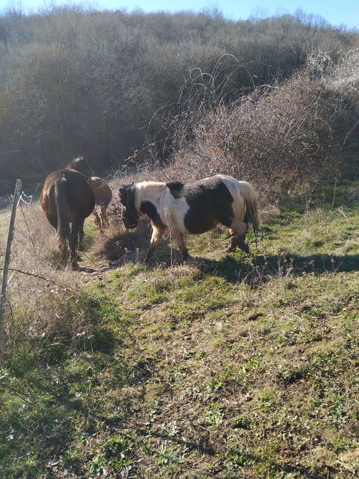 CANNELLE - ONC Poney née en 2009 - adoptée en mai 2022 par Patricia 2022_120