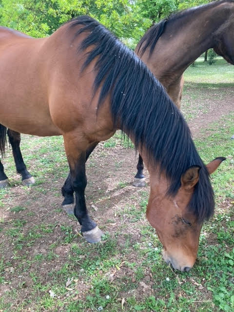 (38) COLLINE – ONCS née en 1997 – non montable – 200 € + don libre à GPLV 2022_566