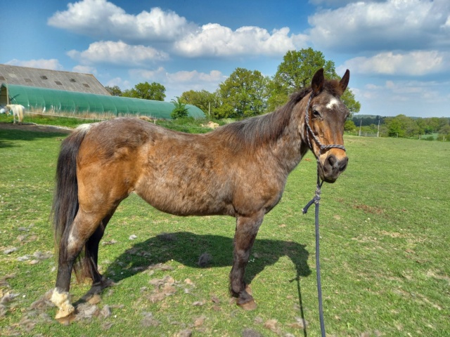 BANDIT - ONC Poney né en 1991 - adopté en septembre 2015 par Joëlle  //  Le plus beau papy poney du Limousin et d'ailleurs - Page 5 2022_569