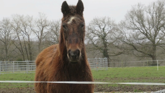 BANDIT - ONC Poney né en 1991 - adopté en septembre 2015 par Joëlle  //  Le plus beau papy poney du Limousin et d'ailleurs - Page 5 2022_571