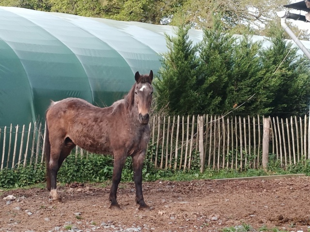 BANDIT - ONC Poney né en 1991 - adopté en septembre 2015 par Joëlle  //  Le plus beau papy poney du Limousin et d'ailleurs - Page 5 2022_573