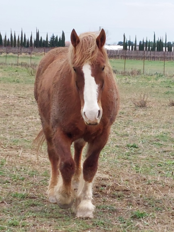 ARLEQUIN – Trait Breton né en 2010 - adopté en mars 2024 par Camille 2023_404