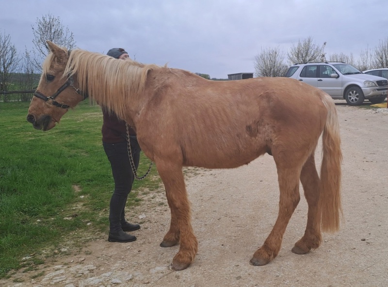 KOYOTE - ONC selle né en 1998 - adopté en décembre 2013 par Stéphanie 2023_576