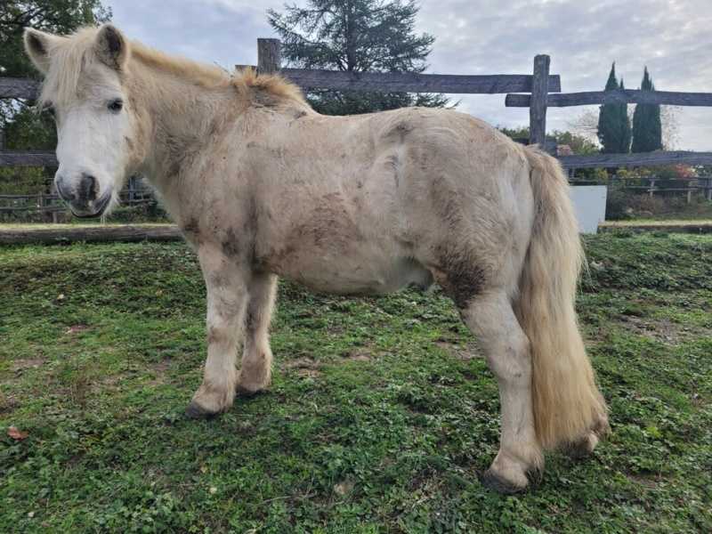 APACHE - ONC poney typé Shetland né en 1997- adopté en juillet 2015 par Claire 5021