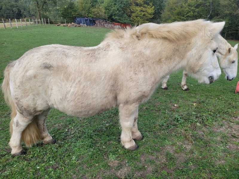 APACHE - ONC poney typé Shetland né en 1997- adopté en juillet 2015 par Claire 5126