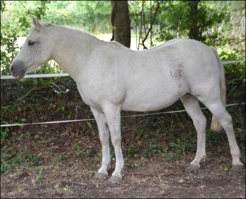 IDYLLE - Poney de selle née en 1996 - DCD le 15.03.2020 99_idy19