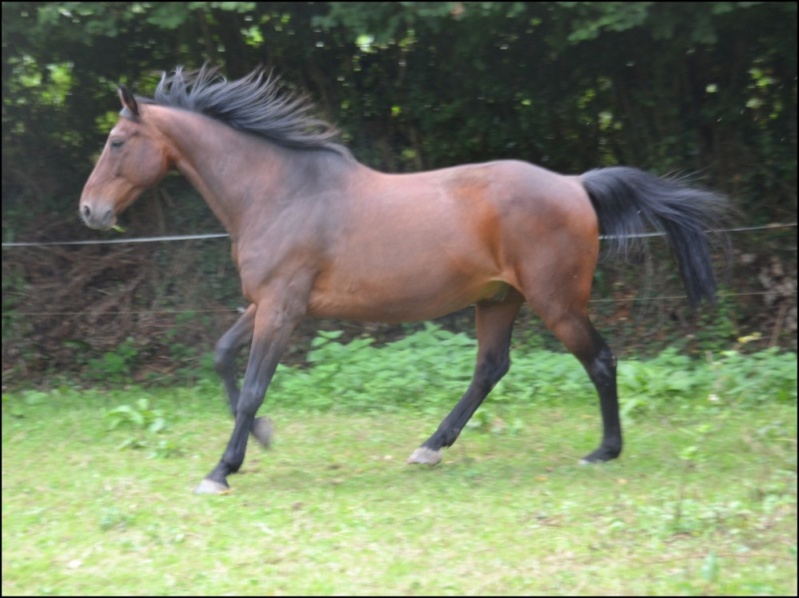 JUPITER ROYAL – Cheval de Selle né en 1997 – Adopté en mai 2020 par Annick 99_jup19