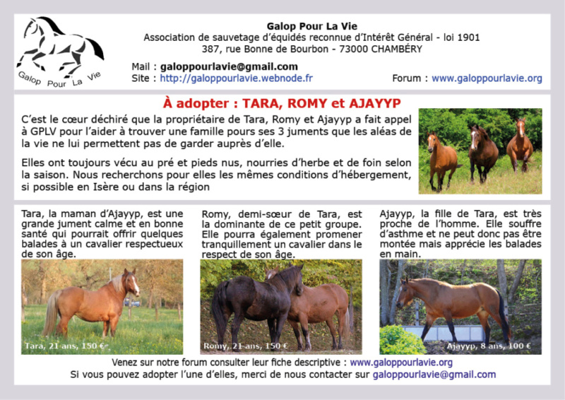 AJAYYP - DS Akhal Tékhé (2010) et TARA - ONC Trait (1997) – Placées en direct par leur priopriétaire Ajayyp12
