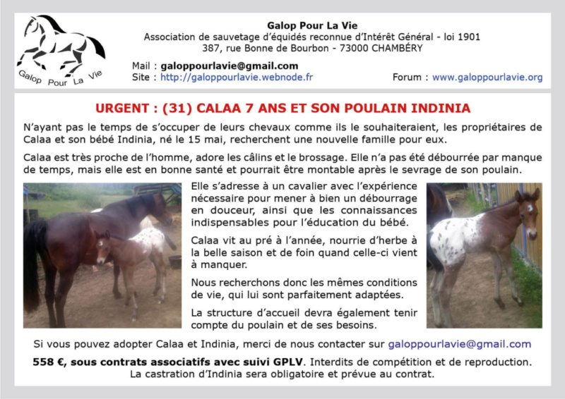 CALAA – OC Selle née en 2012 - suitée de INDINIA (mâle) – vendus par leur propriétaire hors circuit associatif Calaa_10