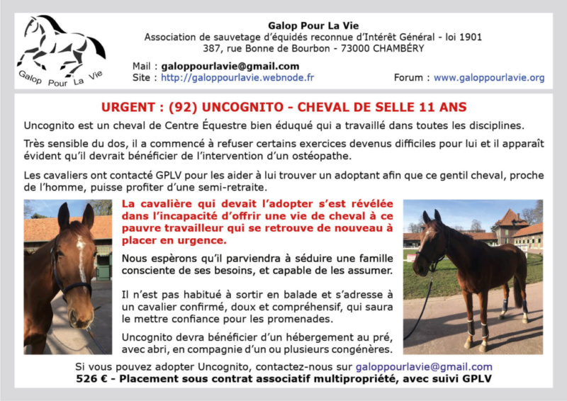 UNCOGNITO - ONC selle né en 2008 - adopté en décembre 2019 par Isaline Uncogn10