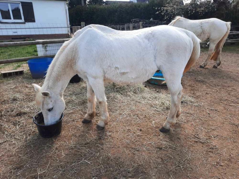 GRIBOUILLE - ONC Poney né en 1994 - adopté en août 2009 par Carol Ann (caro41) Z09_2012