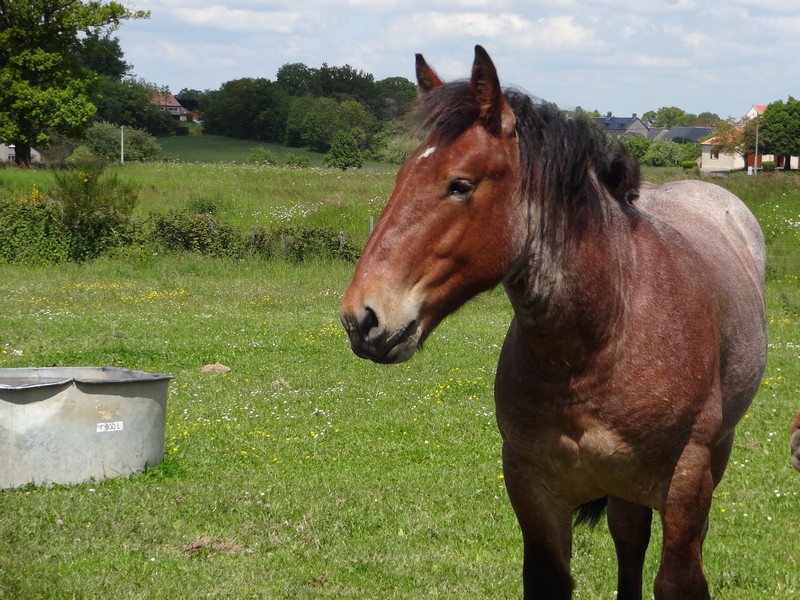 Dpt 23 - Cabalo de Menoire - Ardennais PP - Adopté par Janine (2012/Juin 2014) Dsc06613