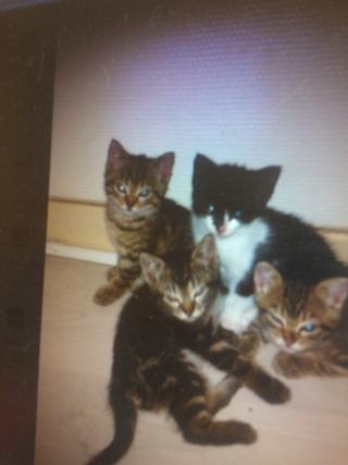 4 chatons  femelles recherche une nouvelle famille  Wp_00012