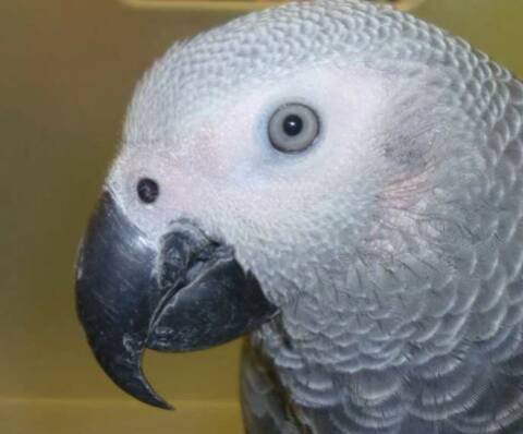 Mon Gris Du Gabon Ne Vole Pas Page 1