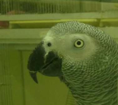 Mon Gris Du Gabon Ne Vole Pas