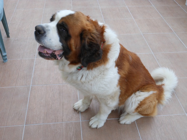 [résolu]DROOPY saint Bernard mâle PL 4 ans en famille d'accueil (44) - Page 2 Dscn3037