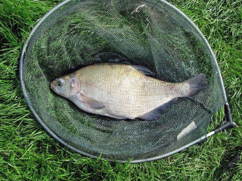 Pêche de la brème pour le plaisir. 2210