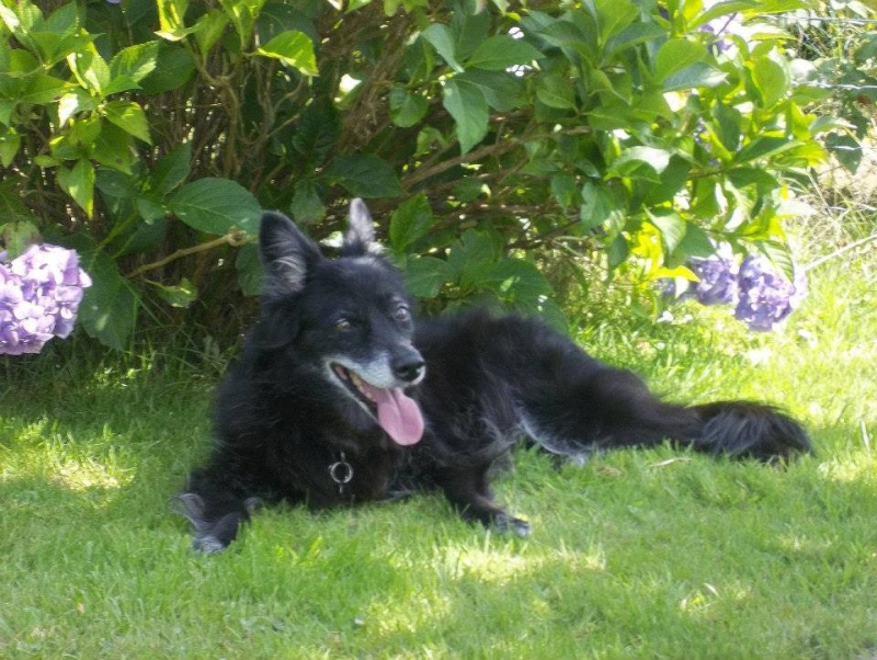 SOS on a volé les chiens et chats d'une FA dans le 76 10161910