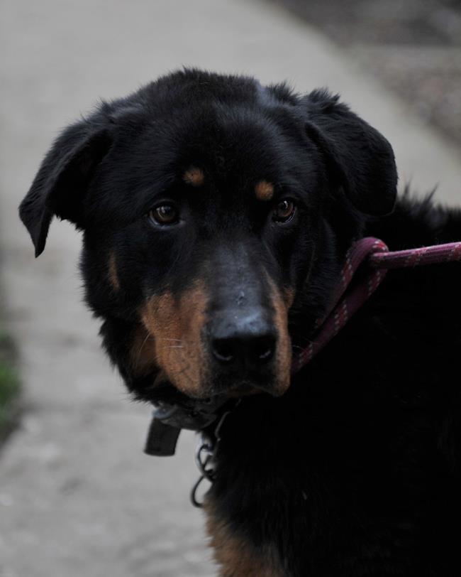 CHANCE - beauceron femelle  14 ans (12 ans de refuge)   SARS Refuge de l'Esperance à Appeville Annebault (27) Chance10