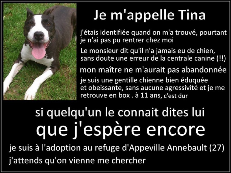 TINA pointer/boxer 11 ans refuge de l'esperance appeville 27 Tina410