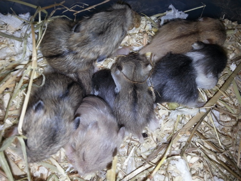 L'élevage Des Hamsters Cro'mignons. Portée B: Cocobat et Pimousse :)  01052010