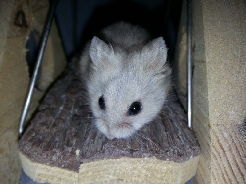 L'élevage Des Hamsters Cro'mignons. Portée B: Cocobat et Pimousse :)  12052010