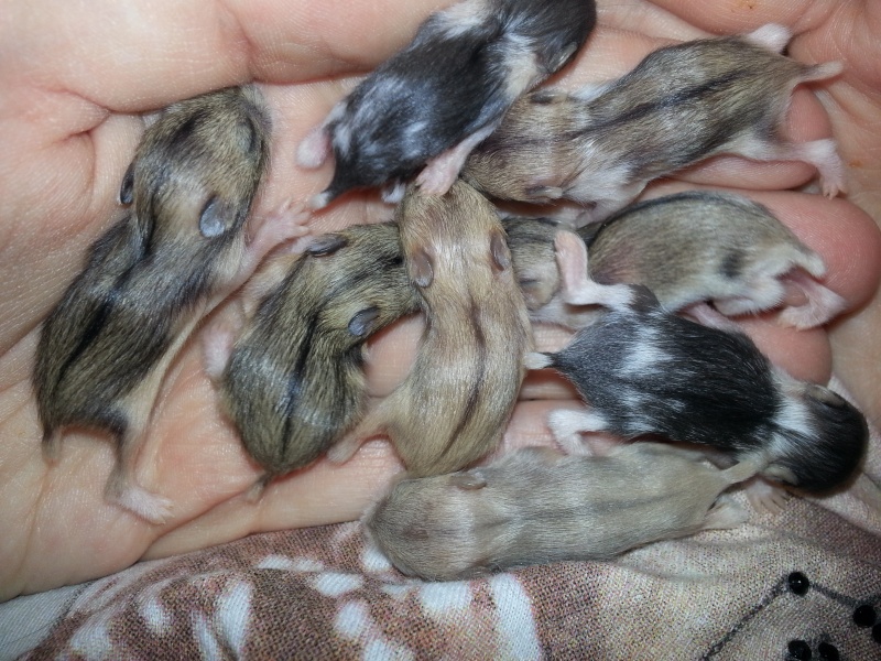 L'élevage Des Hamsters Cro'mignons. Portée B: Cocobat et Pimousse :)  26042010