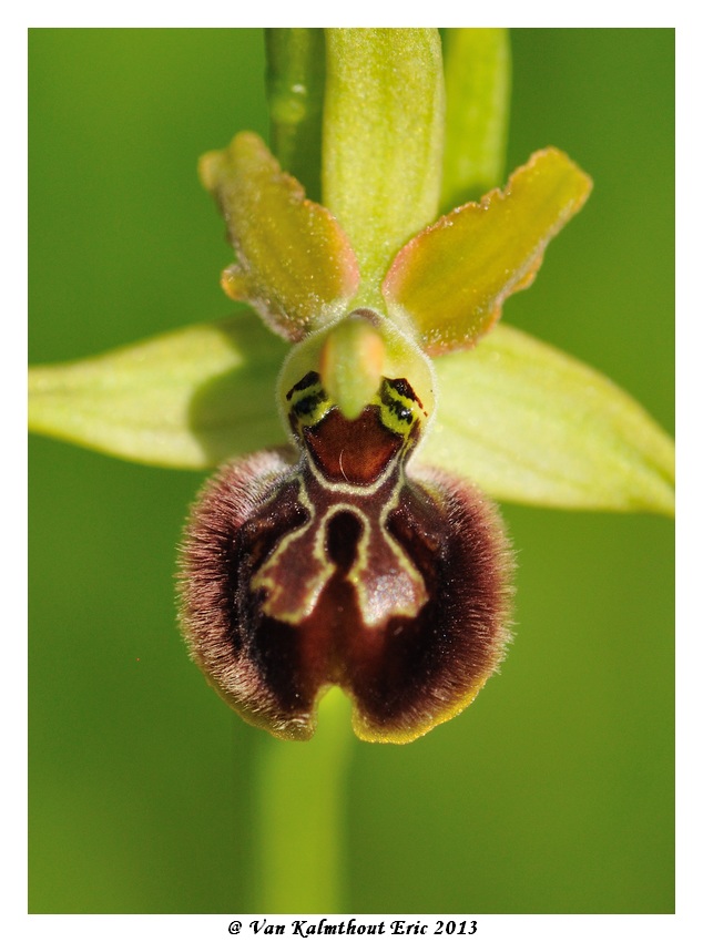 Ophrys argensonensis (Ophrys d'Argenson) Evk_7712