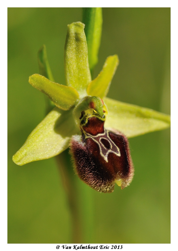 Ophrys argensonensis (Ophrys d'Argenson) Evk_7714