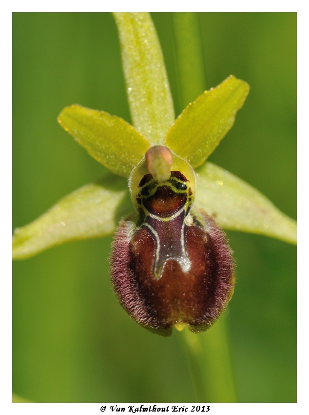 Ophrys argensonensis (Ophrys d'Argenson) Evk_7715