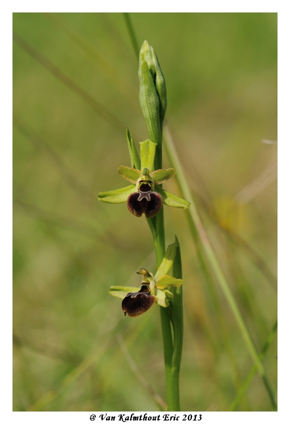 Ophrys argensonensis (Ophrys d'Argenson) Evk_7910