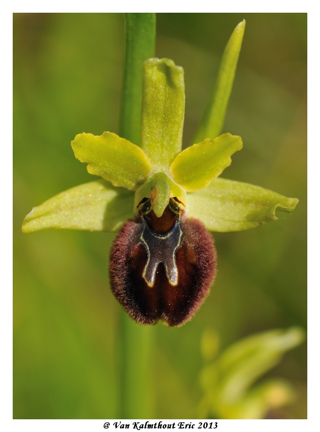 Ophrys argensonensis (Ophrys d'Argenson) Evk_7913