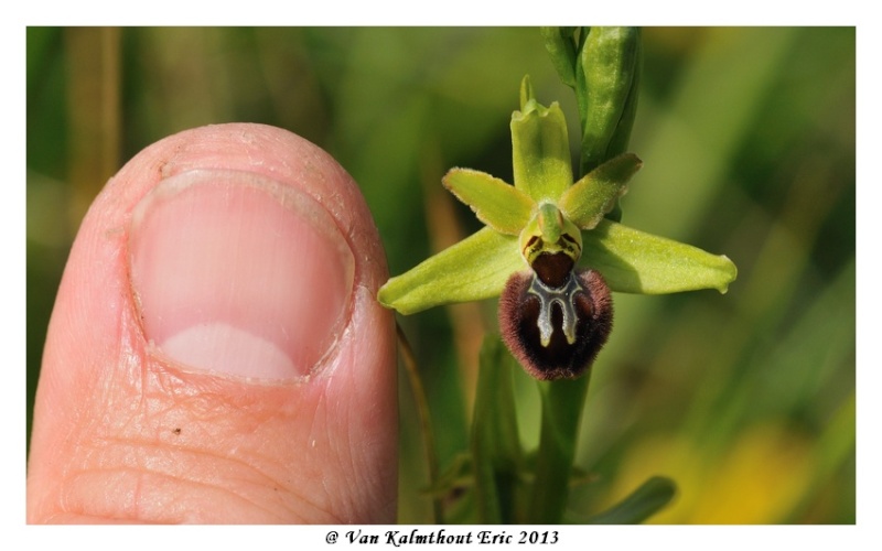 Ophrys argensonensis (Ophrys d'Argenson) Evk_7915