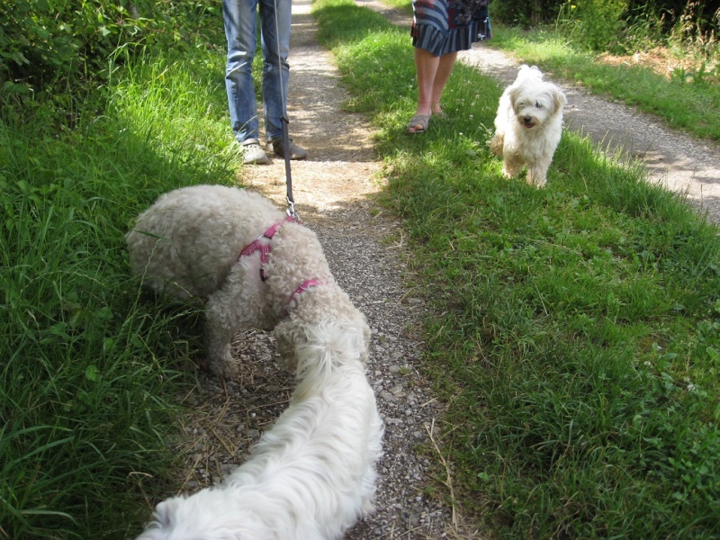 CASPER, croisé bichon- 1 an- M  Img_1614