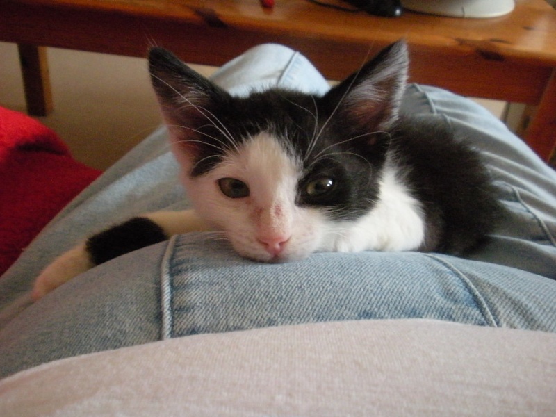 Chrono, chaton noir et blanc, né mi avril 2013 Dscn2912
