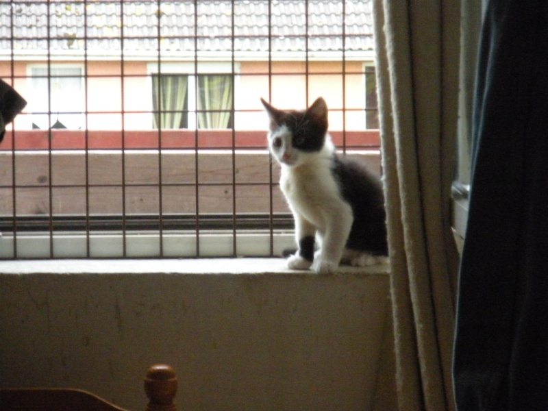 Chrono, chaton noir et blanc, né mi avril 2013 Dscn2913