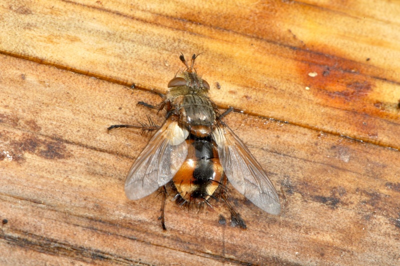 petite mouche environ 10 m/m  Ccc_0210